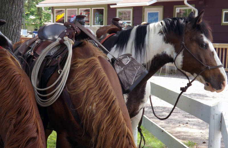 Horses at Rose's Bay Resort.