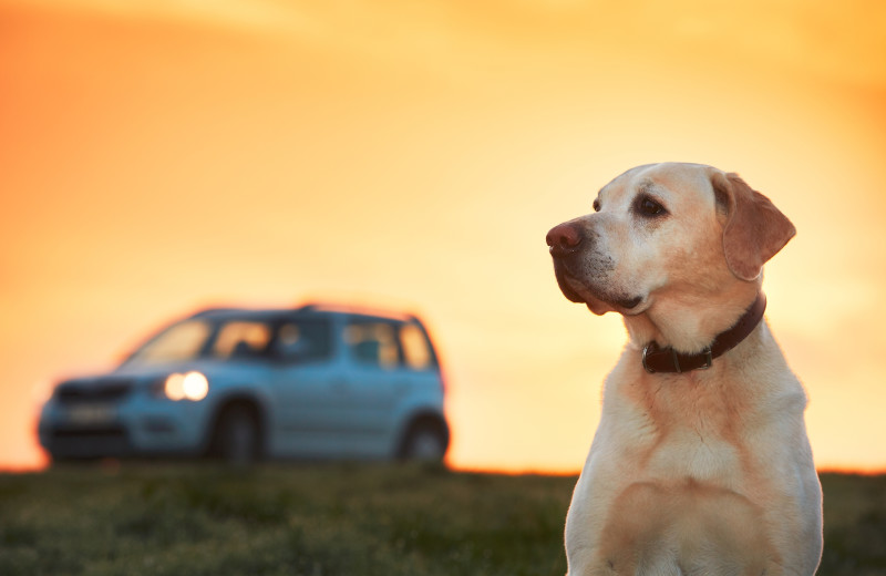 Pets welcome at Sunkiss Villas.