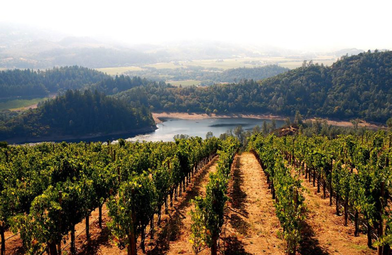 Vineyard at Harvest Inn by Charlie Palmer.