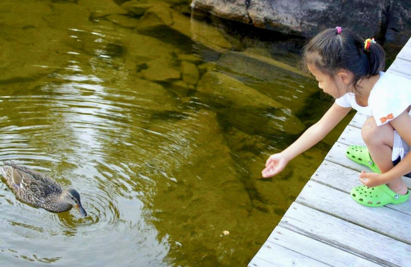 Feeding ducks at CottageVacations.com.