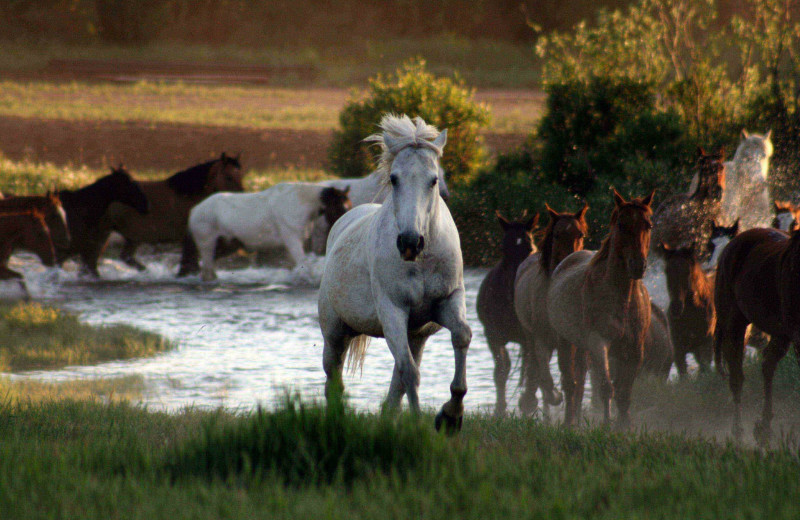 Horses at Paradise Guest Ranch.