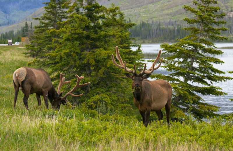 Wildlife at Overlander Mountain Lodge.