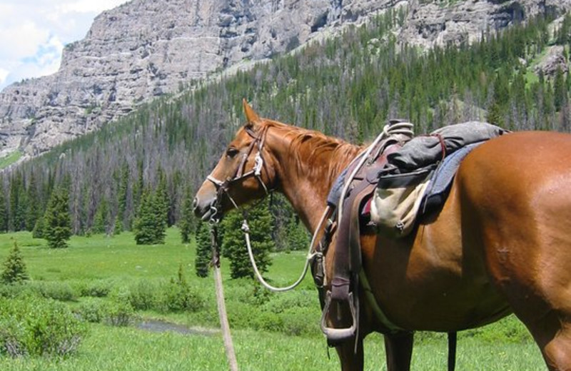 Horses at Triangle X Ranch