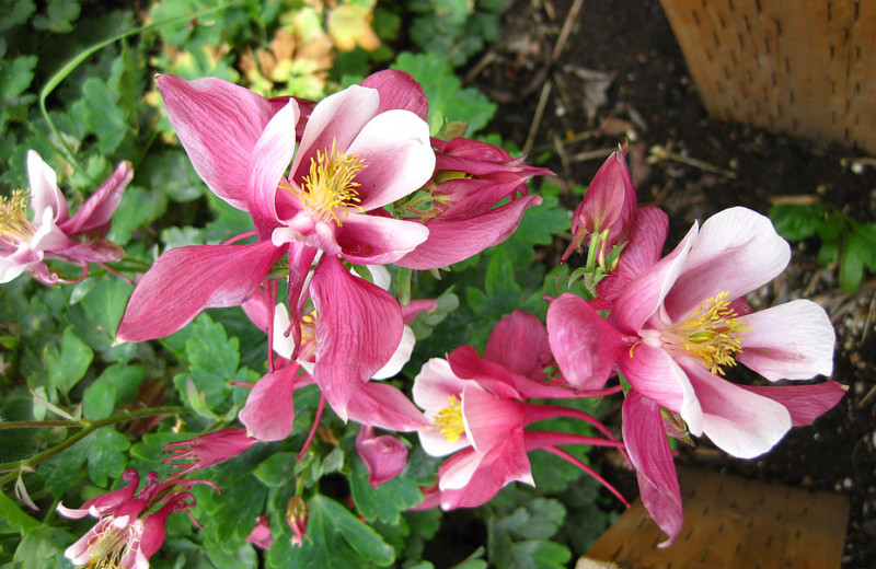 Flowers at Bear Paw Lodge.