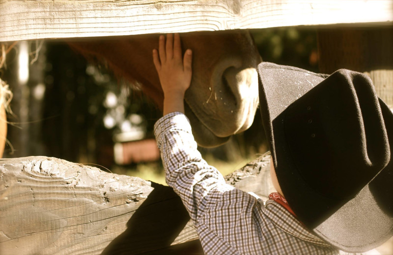 Interacting with horses at Western Pleasure Guest Ranch.