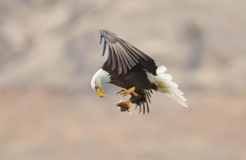 Eagle catching a fish at Lake Don Pedro.