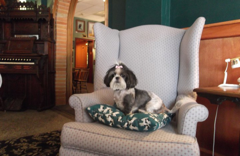 Pets welcome at Kalispell Grand Hotel.