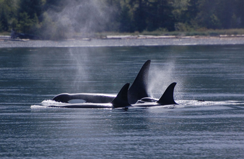 Whales at Lund Resort at Klah ah men.