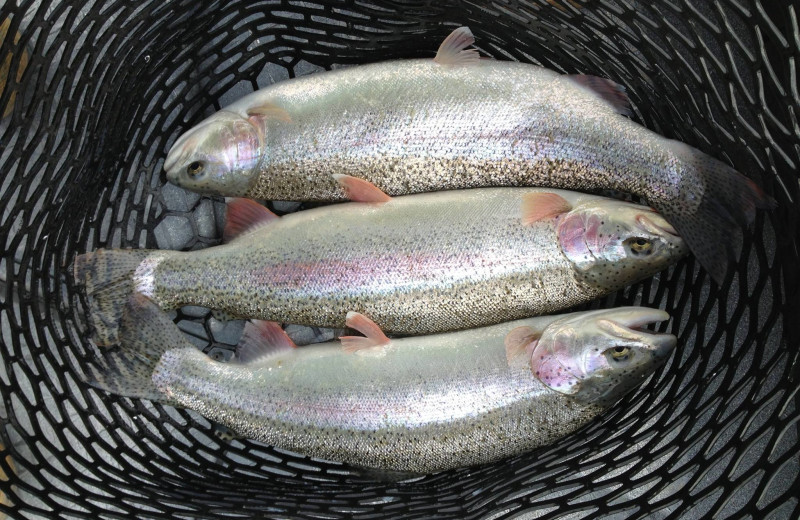 Fishing at Big Sky Charter & Fishcamp.