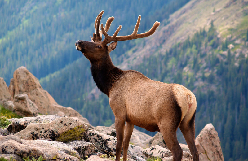 Elk near Black Canyon Inn.