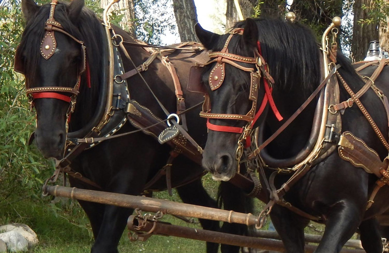 Wagon rides at Vee Bar Guest Ranch.