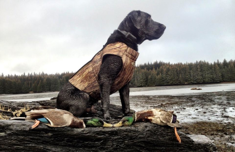 Hunting dog at Port Lions Lodge.