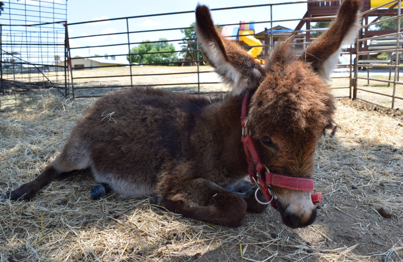 Donkey at Flying L Hill Country Resort & Conference Center.