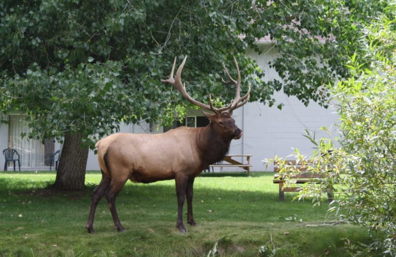 Elk at Riverview Pines.