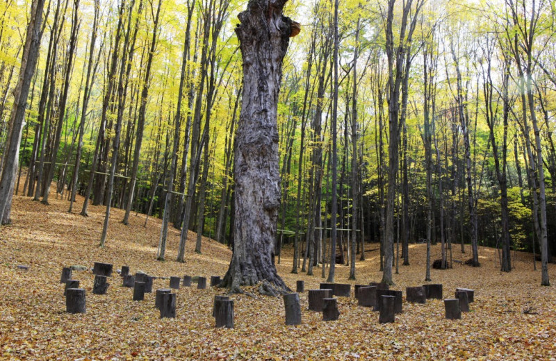 Forest at Honor's Haven Resort & Spa.