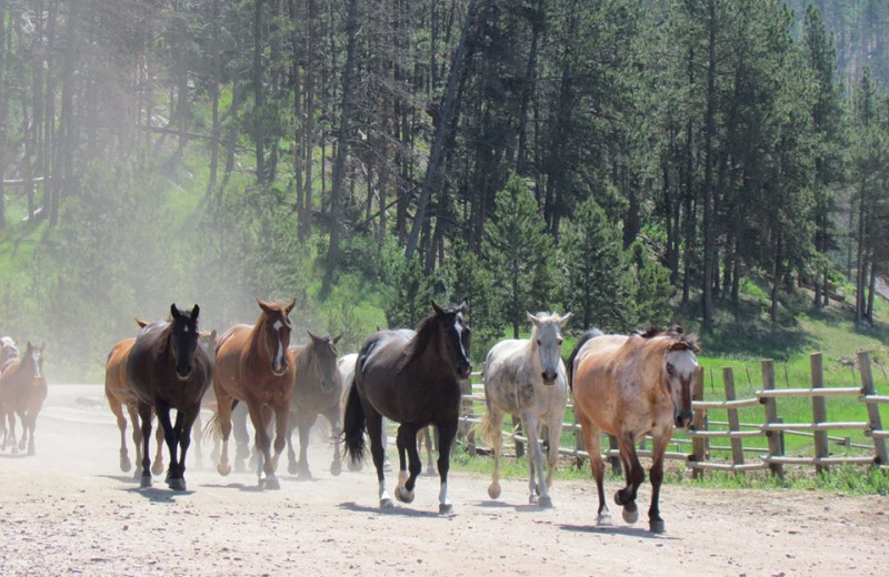 Horses running at High Country Guest Ranch.