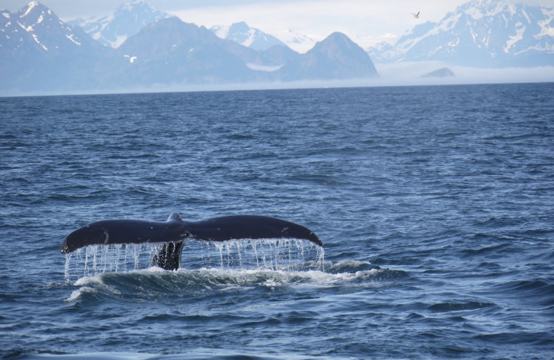 Whale watching at Gwin's Lodge & Kenai Peninsula Charter Booking Service.