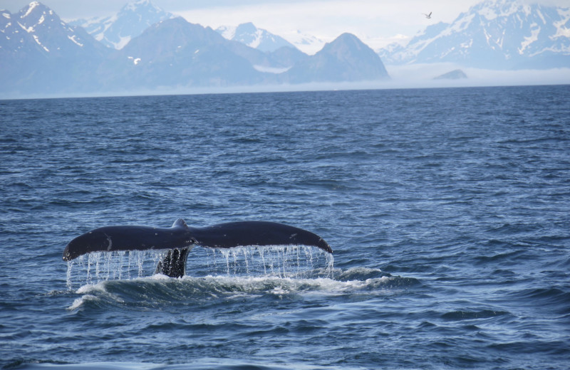 Whale watching at Gwin's Lodge & Kenai Peninsula Charter Booking Service.