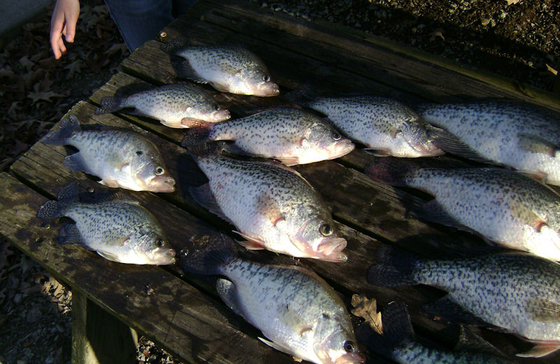 Fish fry at Malcolm Creek Resort & Marina.