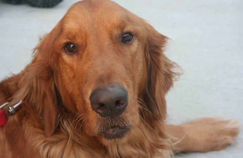 Pets welcome at Lakeside Cabins Resort.