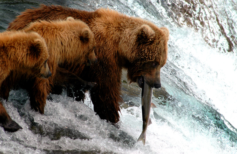 Bear at King Salmon Lodge.