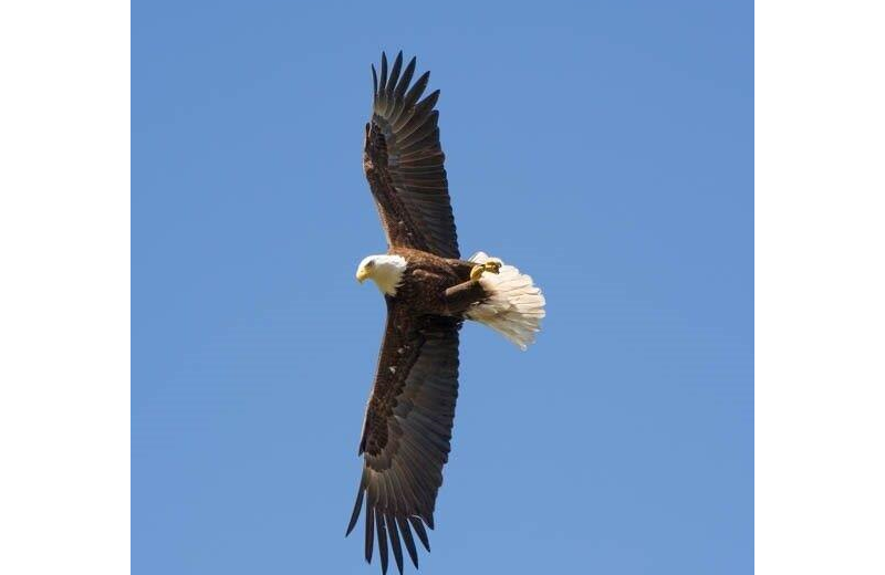 Eagle at Canyon of the Eagles.