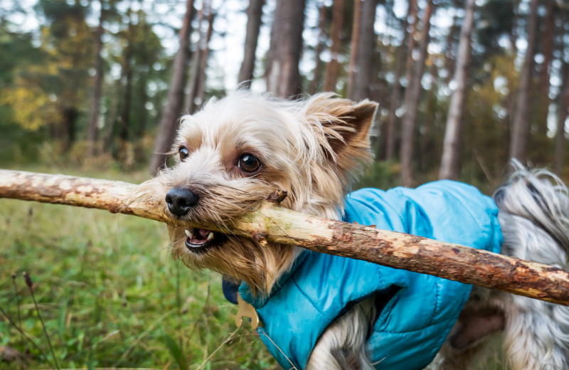 Pets welcome at The Elms Waterfront Cottages.