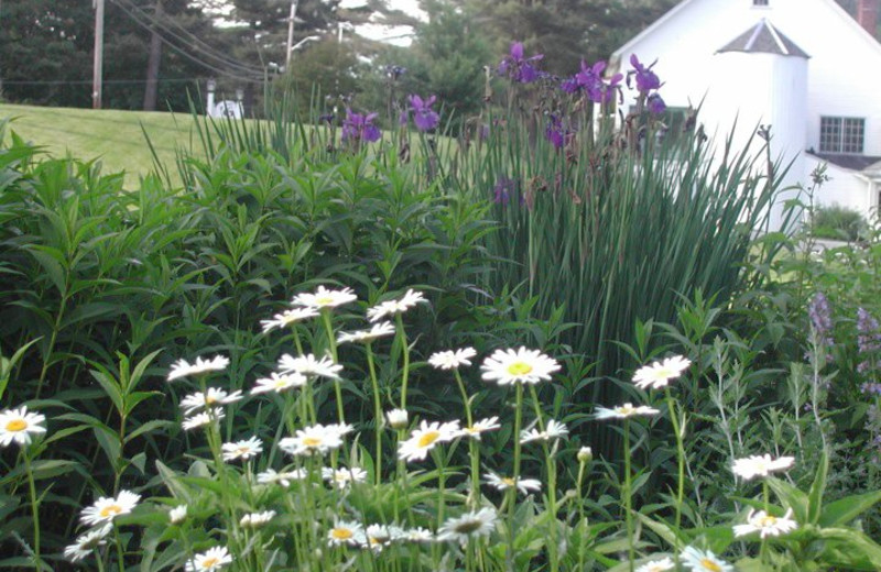 Natural Foliage at Barnside Luxury Inn