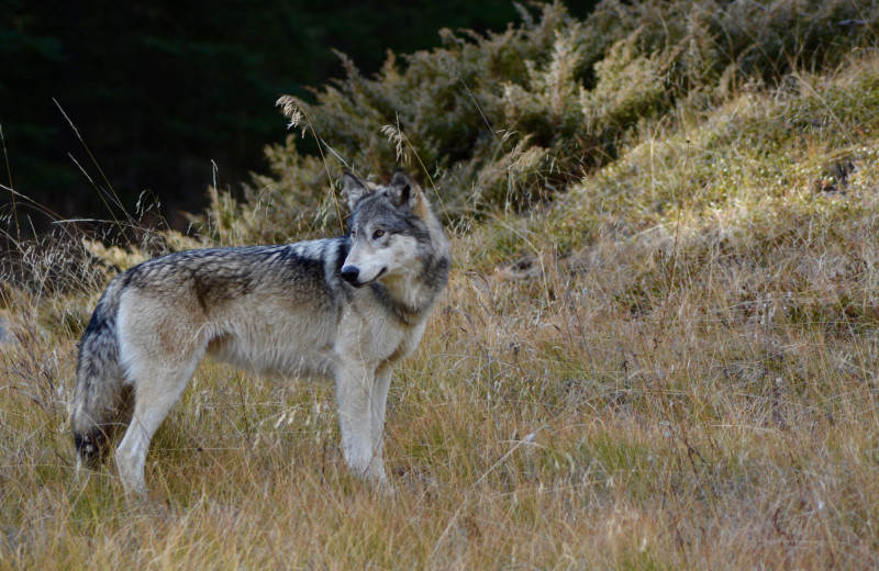 Wolf at Johnston Canyon Resort.