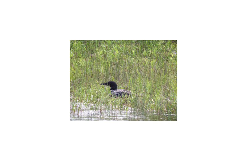 Loon at Camp Of My Dreams.