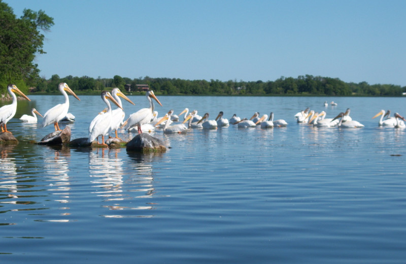 Lake wildlife at Abbywood Resort.