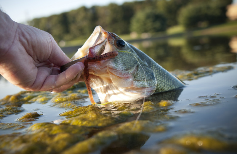 Fishing at Creeks Crossing Cabins.