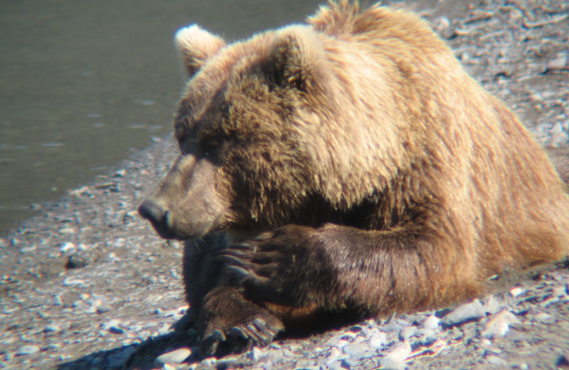 Bear at Great Alaska Adventure Lodge.