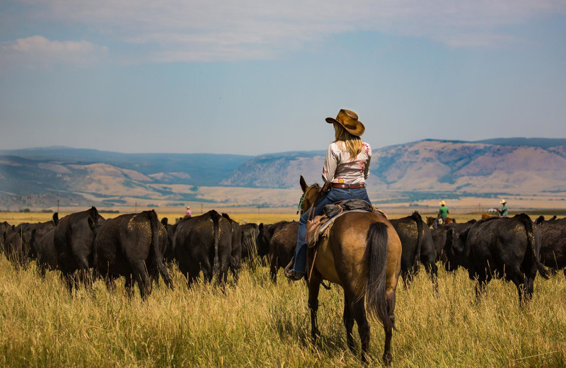 Cattle round up at Vee Bar Guest Ranch.