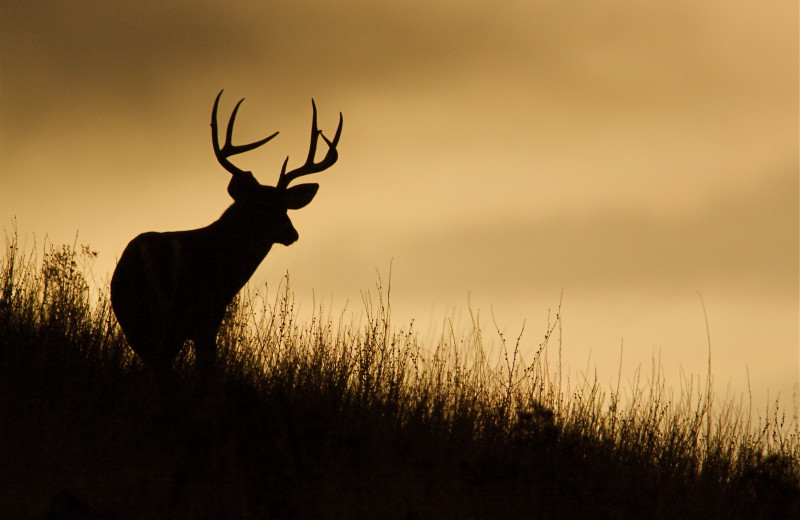 Hunting at Naknek River Camp.