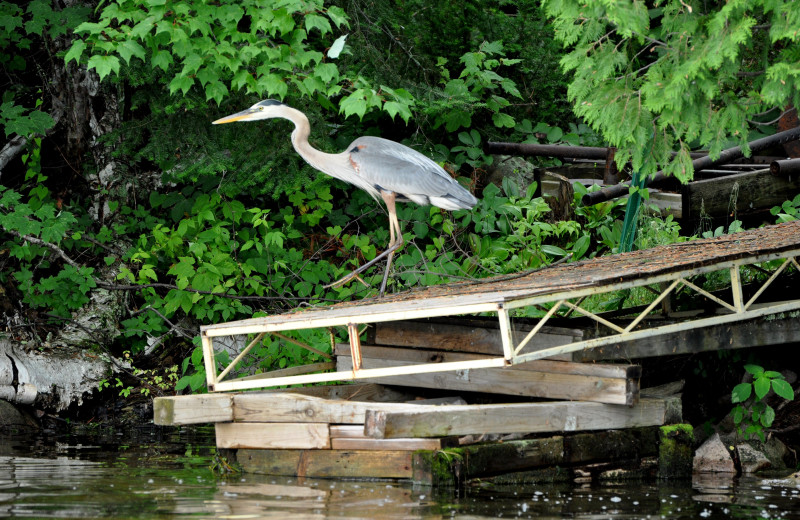 Heron at Cabin O'Pines Resort & Campground.