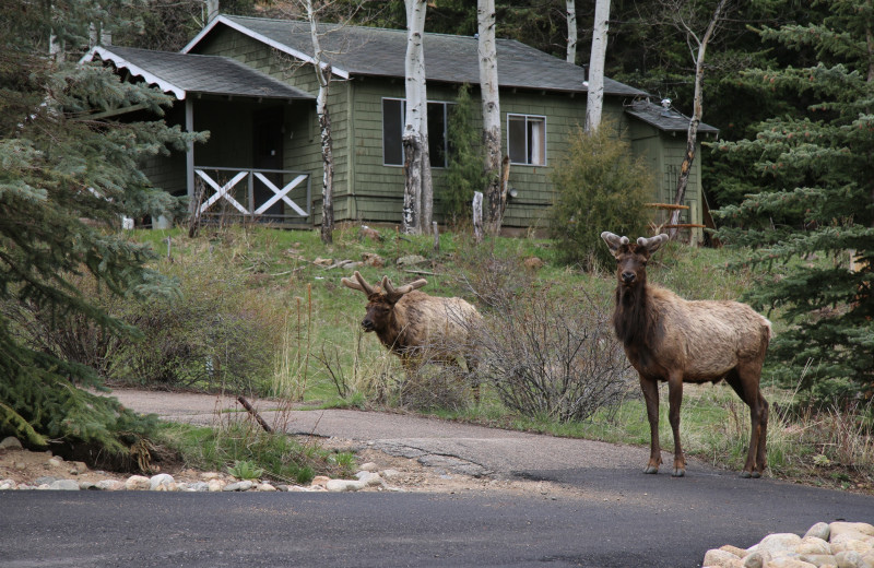 Elk at Workshire Lodge.