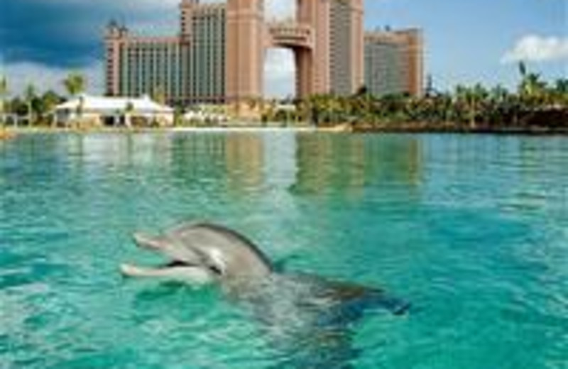 Diving at Atlantis, Paradise Island - Coral Towers.
