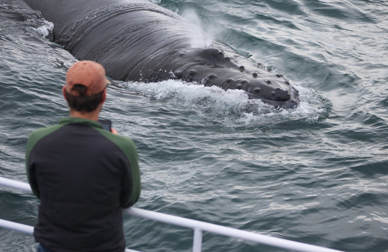 Whale watching at Brier Island Lodge and Resort.