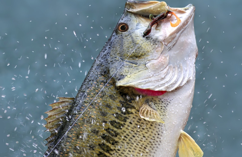 Fishing at Hot Springs Village Rentals.