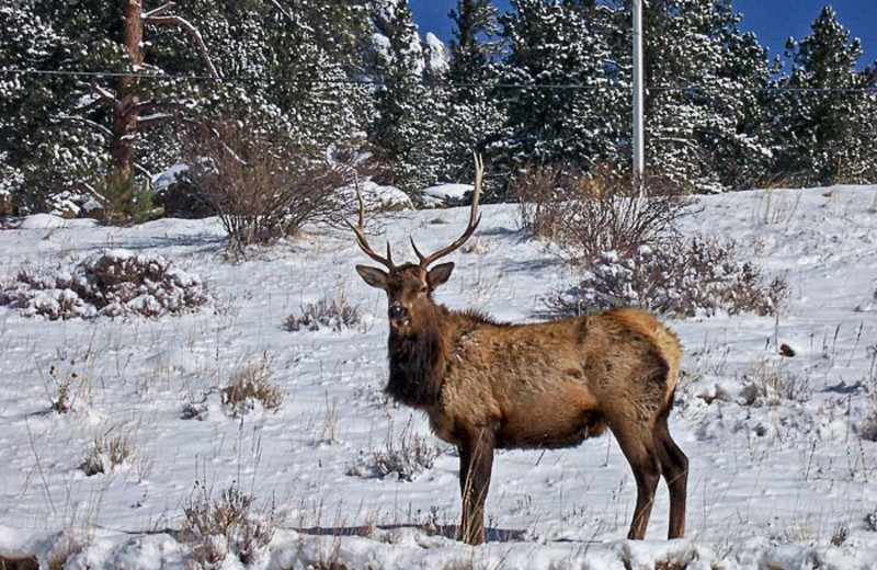 Elk at 4 Seasons Inn.