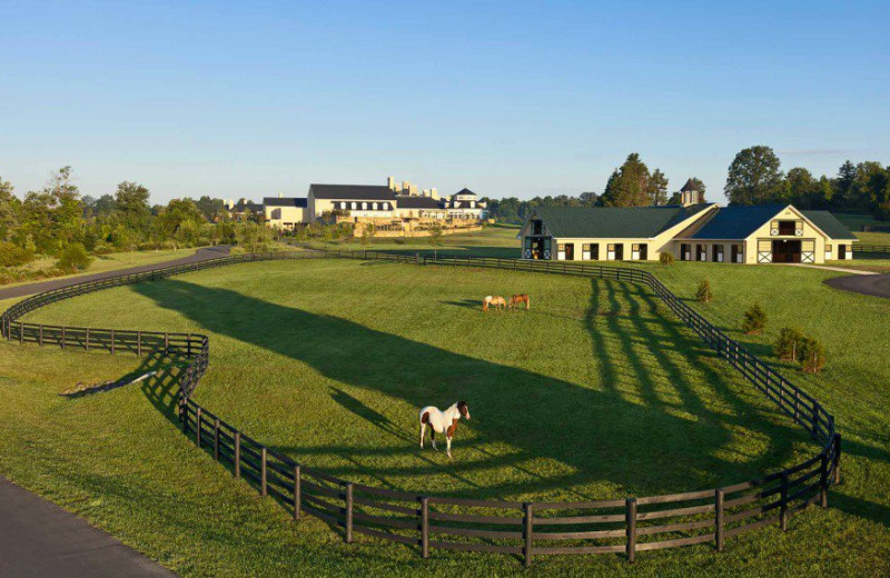 Horse pen at Salamander Resort & Spa.