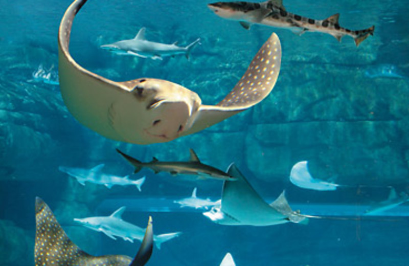 Ripley's Aquarium near Fairfield Inn Myrtle Beach