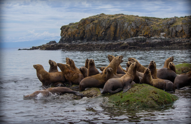 Seals at Adobe Resort.