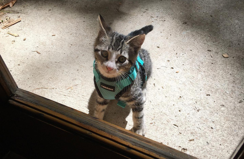 Pets welcome at Stehekin Valley Ranch.