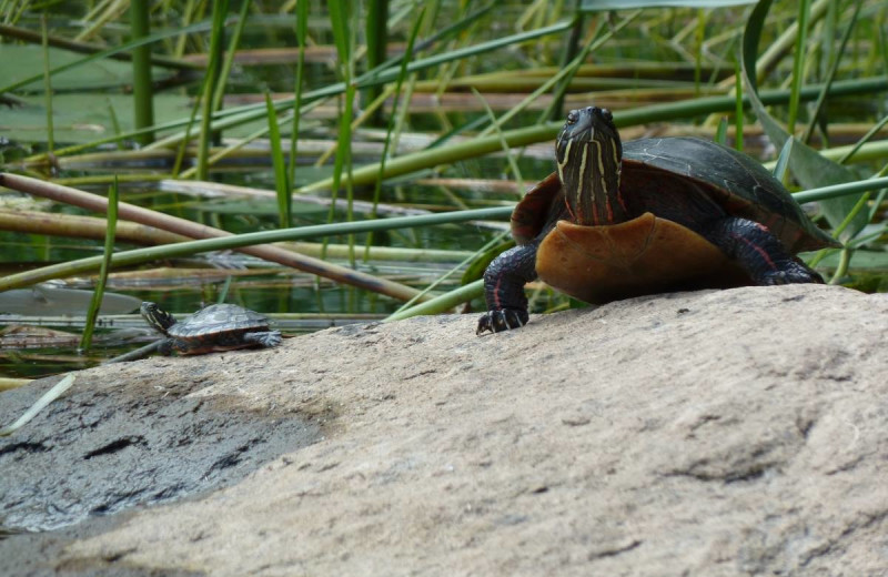 Turtles at Fishing at Wolseley Lodge.