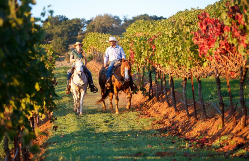 Horseback riding at Woodfield Properties.