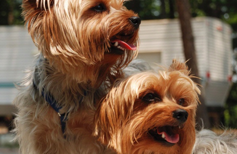 Pets welcome at Stonewall Resort.