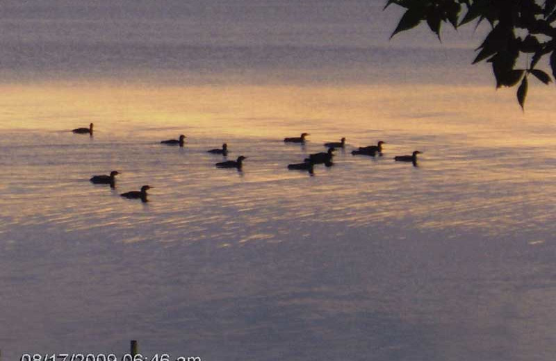 Wildlife on the lake at Spruce Lodge Resort.