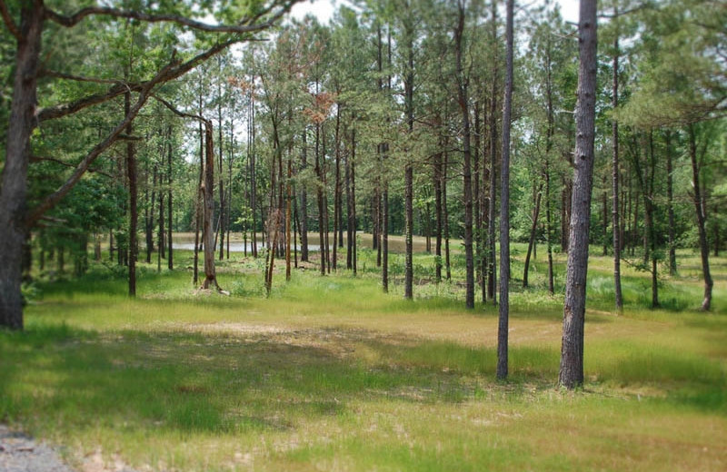 Forrest at Remember When Cabins.